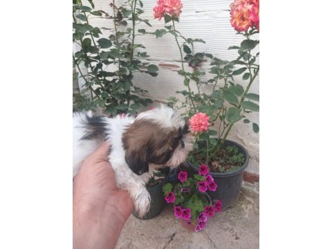 Safkan shih tzu bebekler