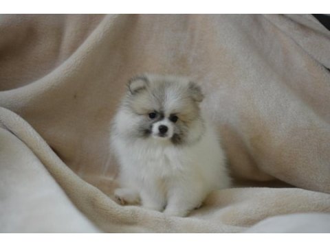 Party colour pomeranian boo