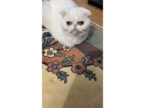Çiftleşmeye hazır çift kedimiz