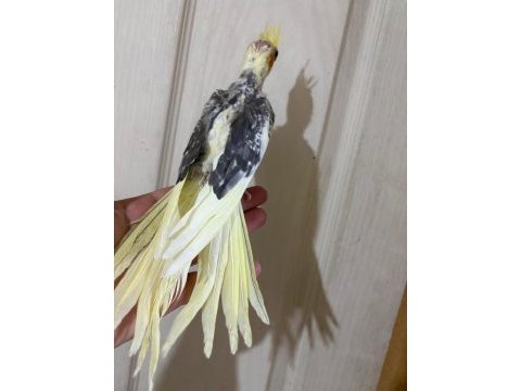 55 günlük pied sultan papağanı bebek