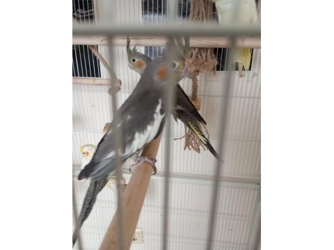 3 aylık sultan papağanları