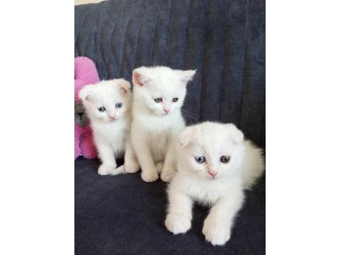 Pofuduk scottish fold white