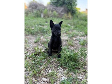 Belçika malinois jet black