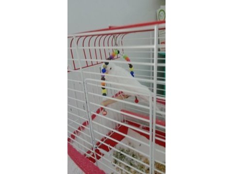 Erkek muhabbet kuşu acil sahiplendirilmek için uygun
