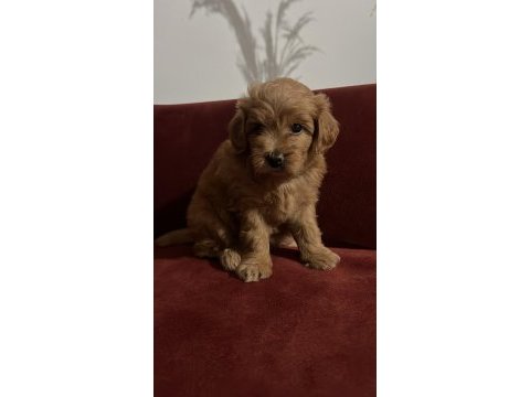 Maltipoo 35 günlük yavrularımız