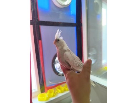 Bebek sultan papağanları