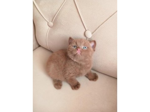 Safkan british shorthair cinnamon ve fawn