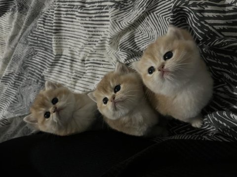Safkan golden british shorthair