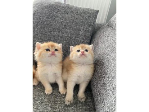 Yavru british shorthair kediler