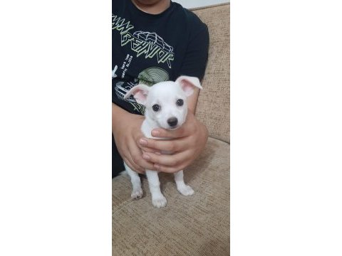 2 aylık chihuahua yavruları