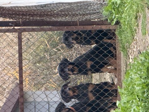 3 adet dişi rottweiler yavru
