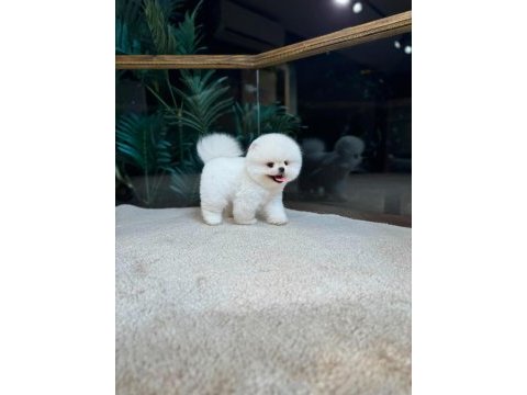 Kore kar beyaz pomeranian boo yavrumuz