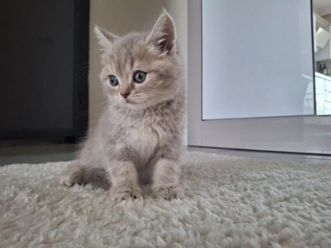 Sevimli lili