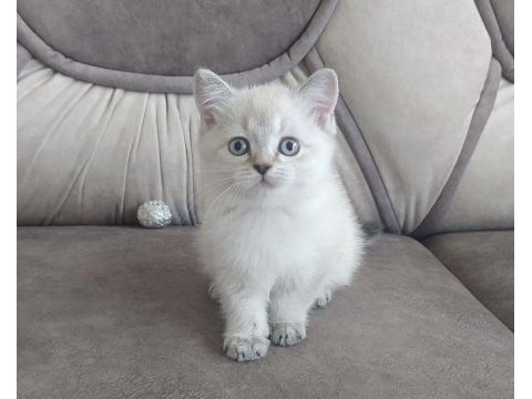 Brıtısh shorthair sılver yavrular 
