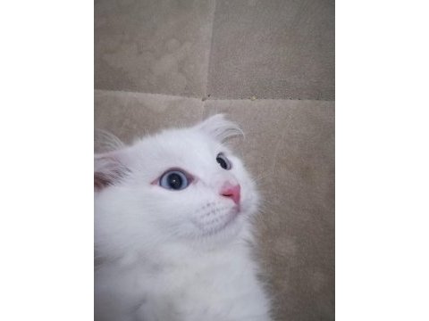 Ailenizin yeni üyesi van kedi yavruları