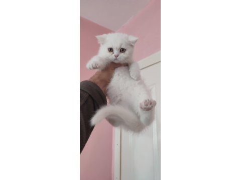 British shorthair minikler