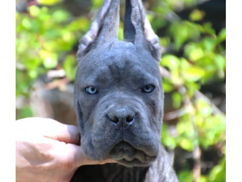 Fcı-kıf şecereli federasyon kayıtlı safkan cane corso yavru