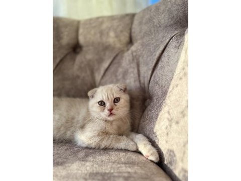 Oyuncu kedilerim 3 aylık scottish fold