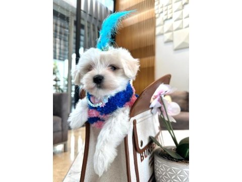Tatlı yavru maltese köpeklerimizle tanışın!