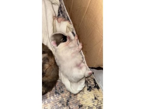 40 günlük bebek köpeklerimize yuva arıyoruz