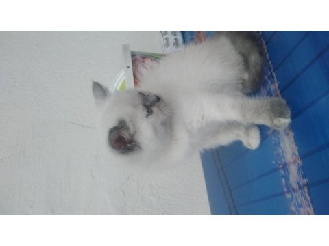 Minnak british shorthair kızım