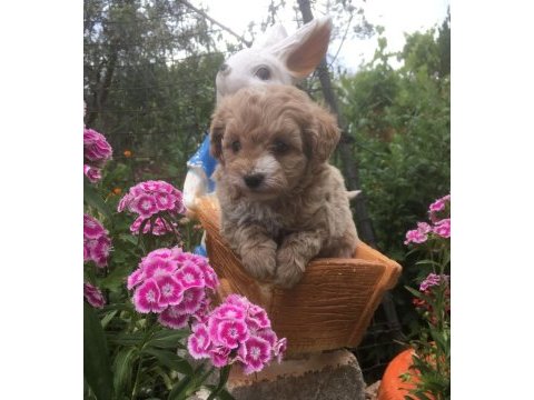 Mükemmel kalitede maltipoo bebeklerimiz