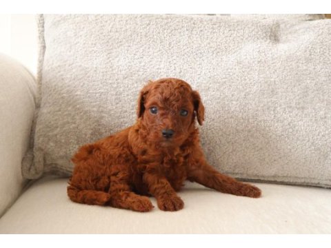 Poodle yuvaya gitmeye hazırız