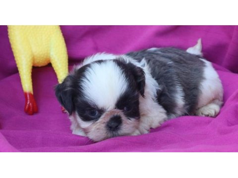 Shih tzu şitzu