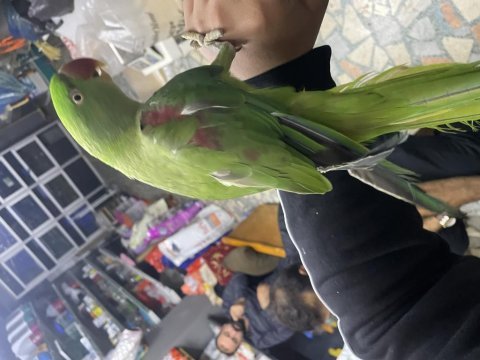 Alexander papağanımız için ulaşınız