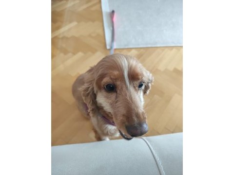 Cocker kızımıza yeni yuvasını arıyorum