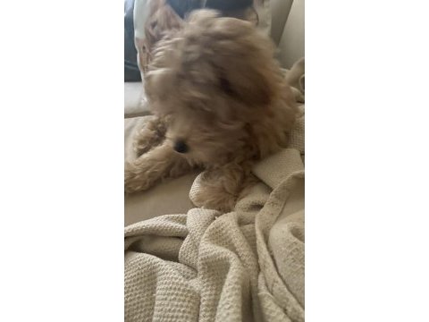 Maltipoo yavrumuz