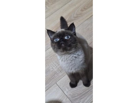 Exotic shorthair chocolate point
