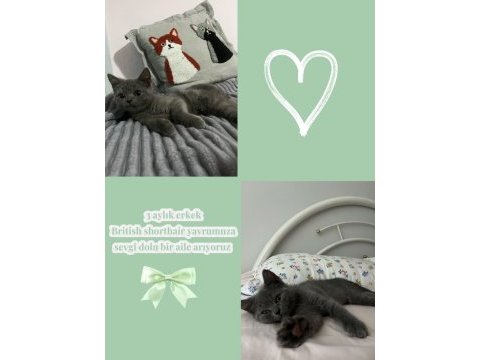 3 aylık erkek british shorthair yavrumuza yuva arıyoruz