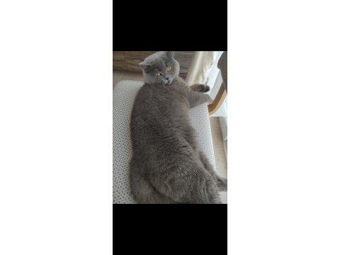 British shorthair kedimiz