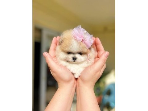 Teacup mini boy particolor pomeranian prenses