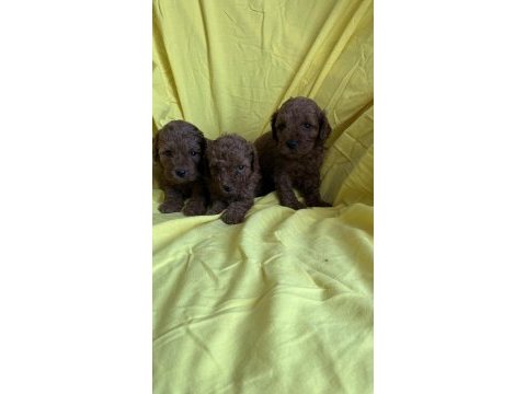 Toy poodle yavrularım yeni yuvasına hazır