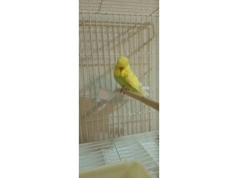 Şov jumbo yavrusu muhabbet kuşu