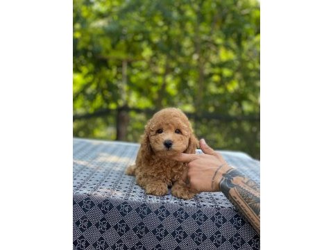 En microsu en özel poodle benim olsun isteyenlere