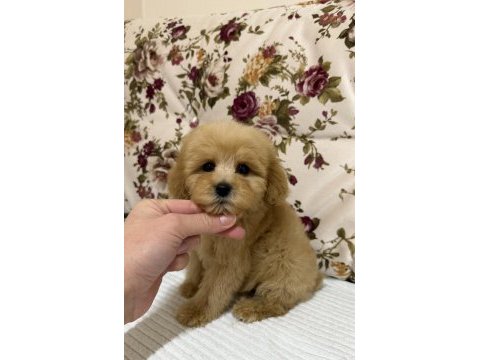 Kilogram garanti maltıpoo mini boy