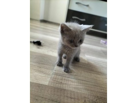 Cok uyguna maviş gözlü british shorthair yavru