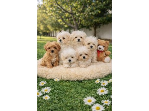 A kalite gerçek maltipoo yavrular
