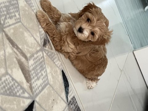 Yavru maltipoo bebekleri