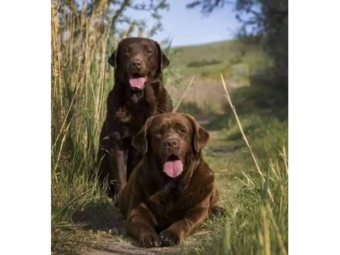 Efsane labrador retriever yavruları 