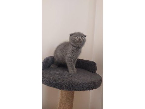 Grı scottish fold dişi mama kum karşılığı