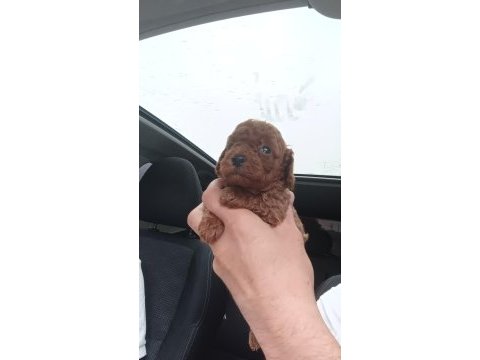 Poodle bebek köpekler