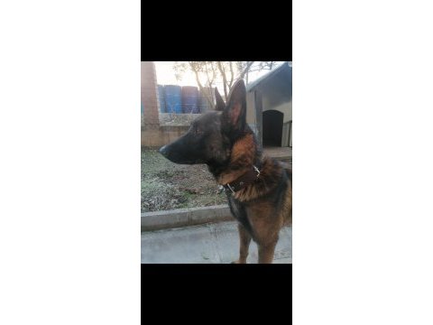 Belçika kurdu oğluma eş arıyorum