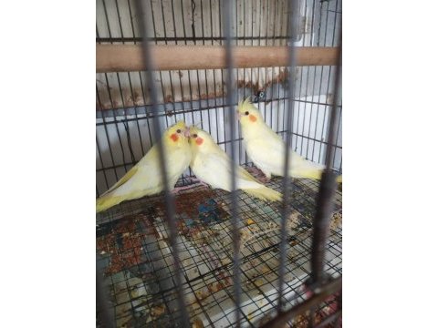 Kaliteli jumbo boy sultan papağanı yavrularım
