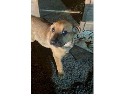 İki aylık bebek köpekler çok sağlıklı ve sevimliler