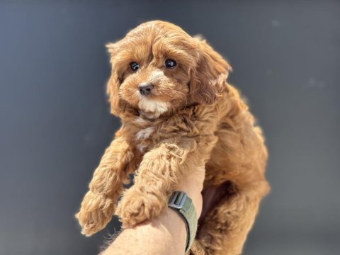 Profesyonel ruhsatlı çiftlikden maltipoo yavrular