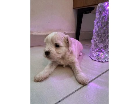 Maltipoo bebekler